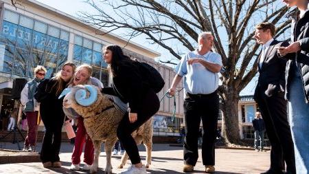 Students posing with a live ram mascot, Rameses, at the Pit on the campus of UNC-Chapel Hill.